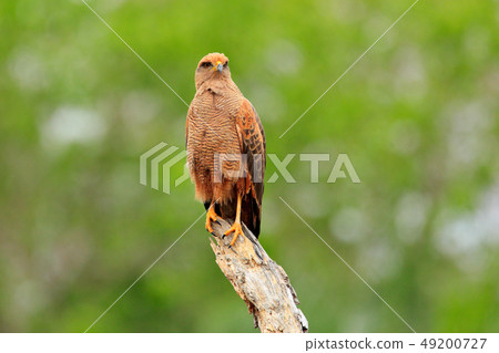 Savanna hawk, Buteogallus meridionalis 49200727