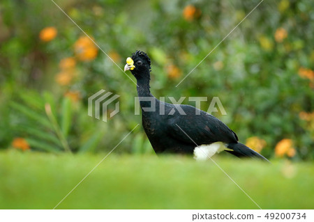 Curassow with orange flowers. Curassow with orange flowers. 49200734
