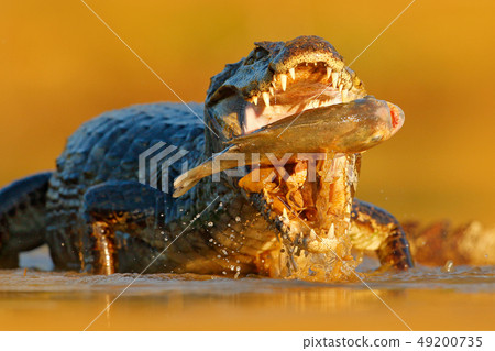 Crocodile with fish in the river, evening light Crocodile with fish in the river, evening light 49200735