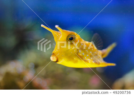 Longhorn cowfish, Lactoria cornuta Longhorn cowfish, Lactoria cornuta 49200736