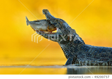 Yacare Caiman, crocodile with fish in open mouth Yacare Caiman, crocodile with fish in open mouth 49200737