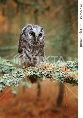 Boreal owl in the orange leave autumn forest Boreal owl in the orange leave autumn forest 49200738