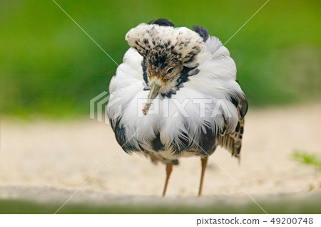 Ruff Philomachus pugnax, in nature lake habitat Ruff Philomachus pugnax, in nature lake habitat 49200748
