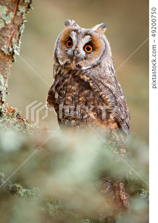 Long-eared Owl sitting on branch in larch forest 49200750