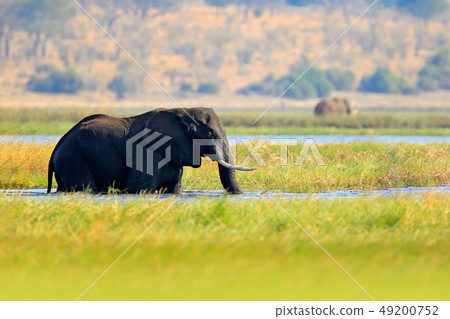 African elephant drinking at a waterhole African elephant drinking at a waterhole 49200752