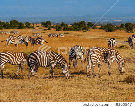 Grevy's zebras in Maasai Mara reserve, Kenya Grevy's zebras in Maasai Mara reserve, Kenya 49200847