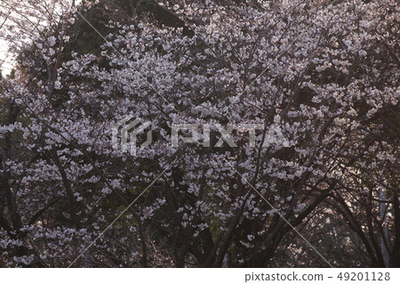 Omuta City Amagiyama Park Cherry blossoms 49201128