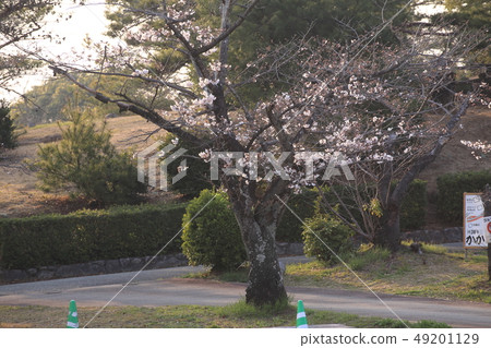 Omuta City Amagiyama Park Cherry blossoms 49201129