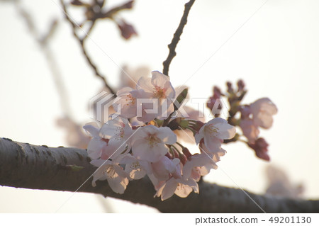 Omuta City Amagiyama Park Cherry blossoms Omuta City Amagiyama Park Cherry blossoms 49201130