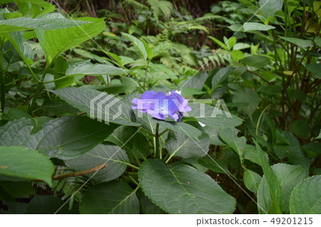 繡球花的繡球花 繡球花的繡球花 49201215