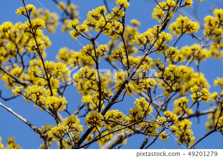 Sanshui Sanshui 49201279