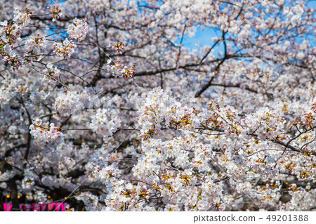 櫻花盛開（目黑河，東京） 49201388
