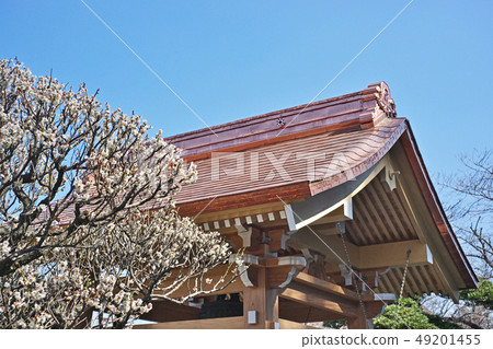 Jyomiji寺廟地面(春天)鐘樓屋頂和李子 Jyomiji寺廟地面(春天)鐘樓屋頂和李子 49201455