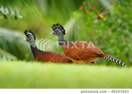 Two Bare-faced Curassow, Crax fasciolata 49201683