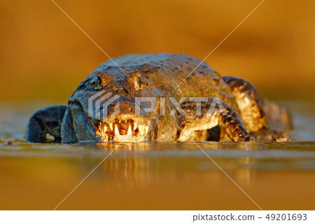 Evening light with crocodile Yacare Caiman 49201693
