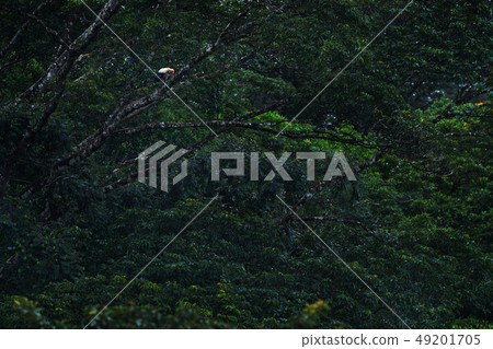King vulture, Sarcoramphus papa in the jungle 49201705
