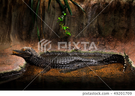 Cuvier's dwarf caiman, Paleosuchus palpebrosus 49201709