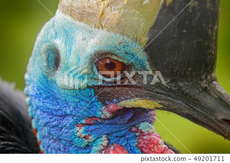 Detail portrait of Southern cassowary, Casuarius Detail portrait of Southern cassowary, Casuarius 49201711