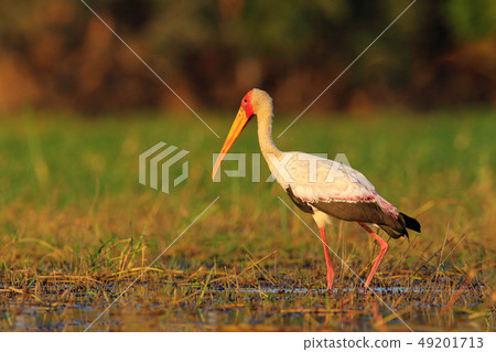 Yellow-billed Stork, Mycteria ibis, walk in water Yellow-billed Stork, Mycteria ibis, walk in water 49201713