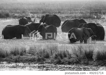 Black and white Africa. Herd of African Elephants Black and white Africa. Herd of African Elephants 49201714