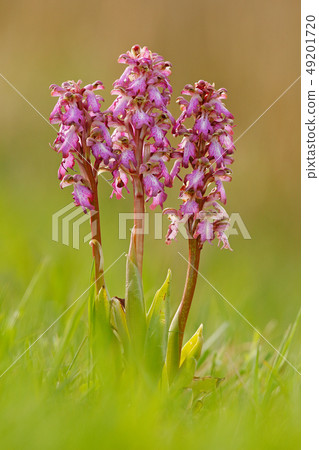 Detail of Giant Orchid, Barlia robertiana 49201720