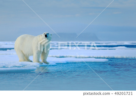 Polar bear on drift ice edge with snow a water 49201721