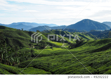 Tea Plantation 49202222