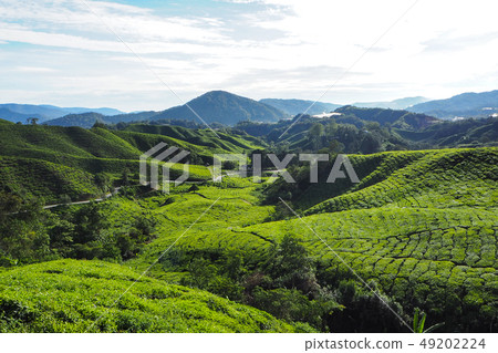 Tea Plantation 49202224