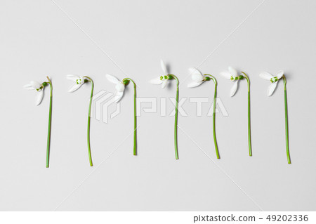 Fresh flowers on background with copy space. Minimalist concept Fresh flowers on background with copy space. Minimalist concept 49202336