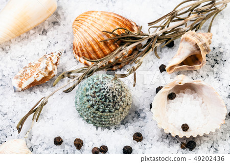 still life with shells, Sea Salt and peppercorn 49202436