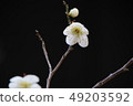 Plum blossom black background 49203592