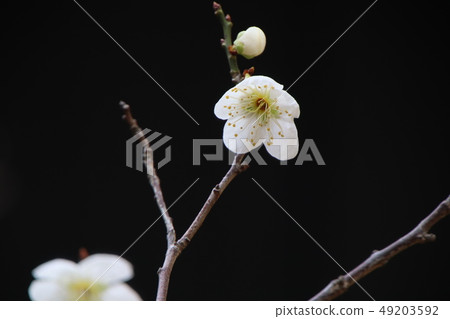 Plum blossom black background Plum blossom black background 49203592