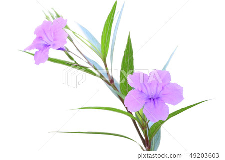 Ruellia tuberosa flower Ruellia tuberosa flower 49203603