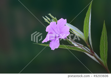 Single ruellia tuberosa flower front focus. 49203606