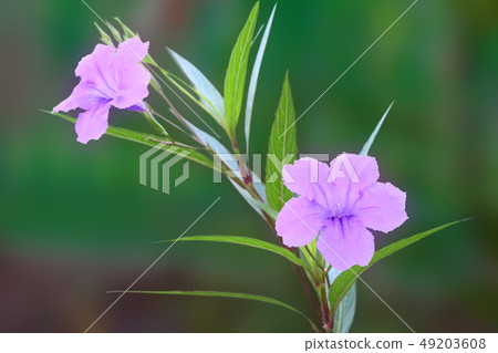 Ruellia tuberosa flower focus lower one. 49203608
