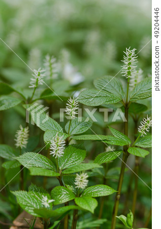 Hitoshizuka 49204446