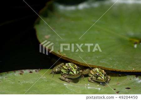 Suiren leaf and Tonoma frog Suiren leaf and Tonoma frog 49204450