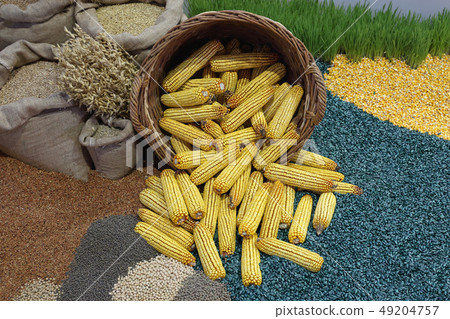 Corn Maize Corn Maize 49204757