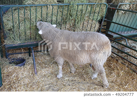 Grazing Sheep 49204777
