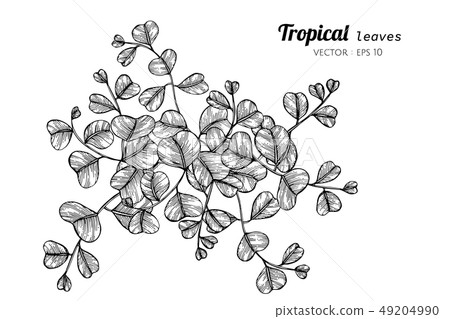 Collection set of Tropical leaves drawing. 49204990