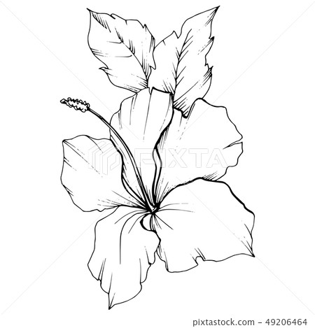 Vector Hibiscus floral botanical flower. Black and white engraved ink art. Isolated hibiscus 49206464
