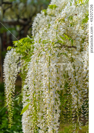 White wisteria flowers in full bloom Close-up Ashikaga Flower Park Tochigi Japan White wisteria flowers in full bloom Close-up Ashikaga Flower Park Tochigi Japan 49207206