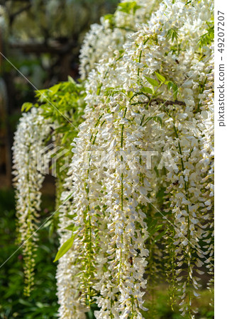 在盛開特寫鏡頭足利花公園櫪木日本的白色紫藤花 在盛開特寫鏡頭足利花公園櫪木日本的白色紫藤花 49207207