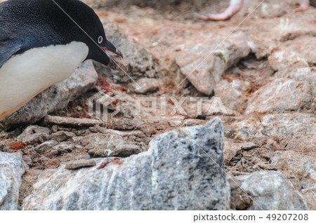 Adelie Penguins on Paulet Island 49207208