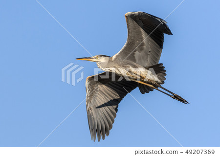 grey heron in flight grey heron in flight 49207369