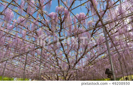 盛開Ofuji花櫪木縣指定的自然紀念碑Asukaga花公園日本 盛開Ofuji花櫪木縣指定的自然紀念碑Asukaga花公園日本 49208930
