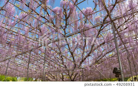  盛開Ofuji花櫪木縣指定的自然紀念碑Asukaga花公園日本 49208931