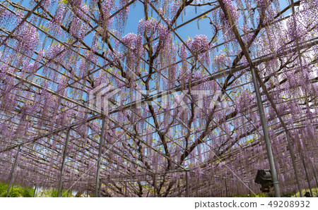  盛開Ofuji花櫪木縣指定的自然紀念碑Asukaga花公園日本 49208932