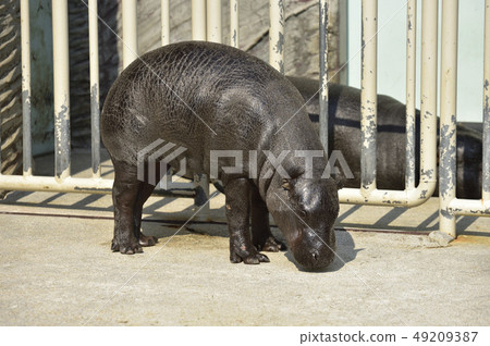 世界三大珍稀動物 Kobitoka 照片素材 圖片 圖庫