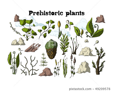 Cartoon botanical rainforest set. Cartoon botanical rainforest set. 49209578